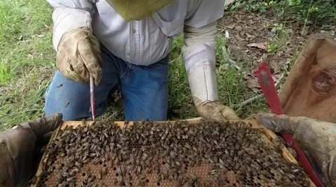 Bee hive maintenance Stock-Footage 42115111