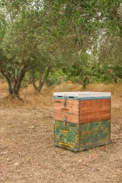 Bee hive in a olive tree field. Stock Photos