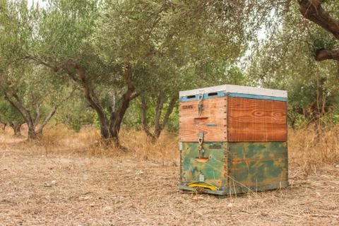 Bee hive in a olive tree field. Stock Photos