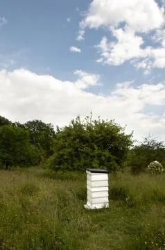 Bee hive Stock Photos