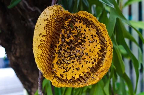 Bee hive Stock Photos