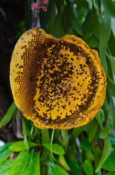 Bee hive Stock Photos