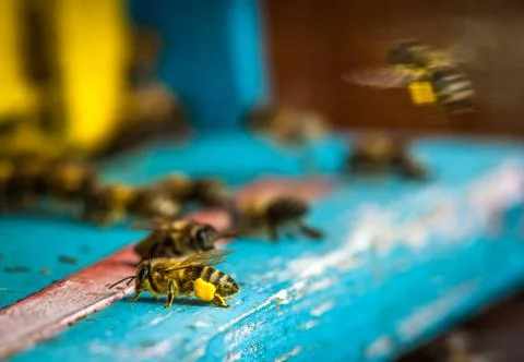 Bee hive Stock Photos
