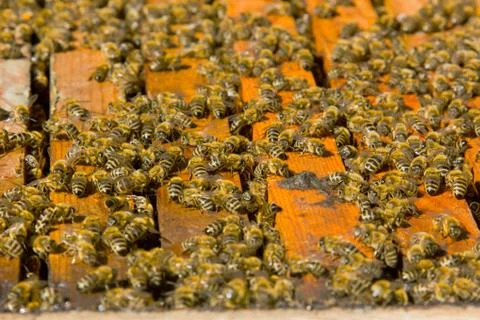 Bee hive Stock Photos