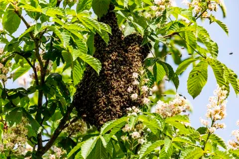Bee hive Stock Photos