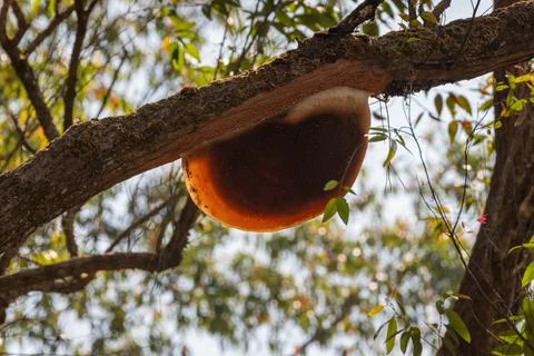 Bee hive Stock Photos