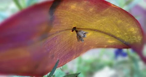 Bee hive Stockfoto's