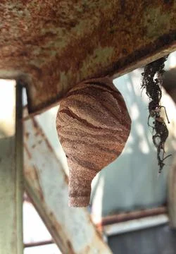 Bee hive Stock Photos