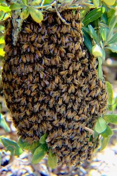 Bee Hive Stock Photos