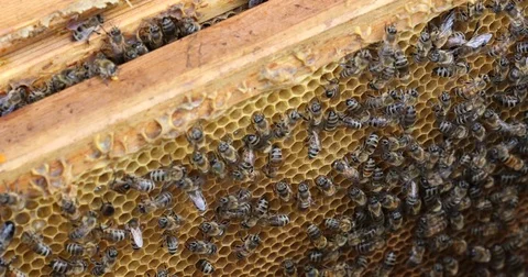 Bee hive is shot close-up Stock Footage 77682930