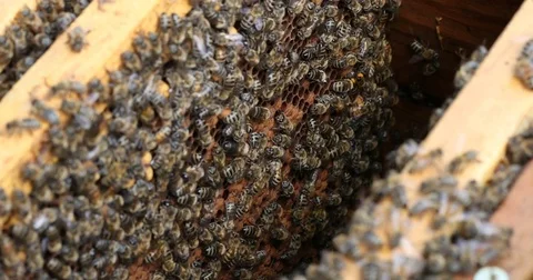 Bee hive is shot close-up Stock Footage 77682936