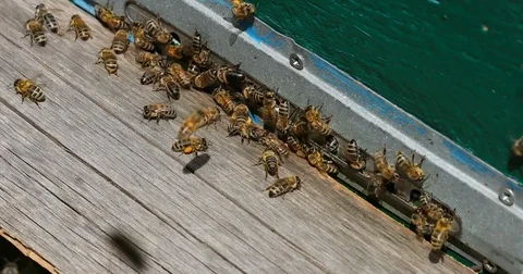 Bee hive is shot close-up Stock Footage 77682974