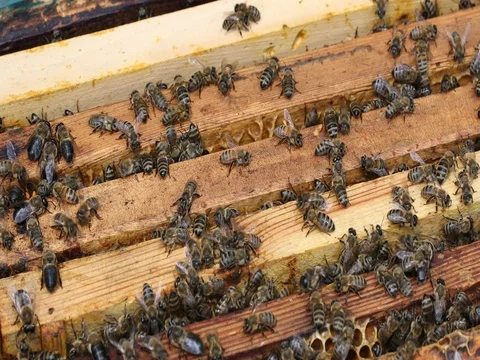 Bee hive is shot close-up Stock Footage 77682977