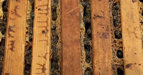 Bee hive is shot close-up Stock Footage 77683082