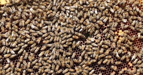 Bee hive is shot close-up Stock Footage 77686538