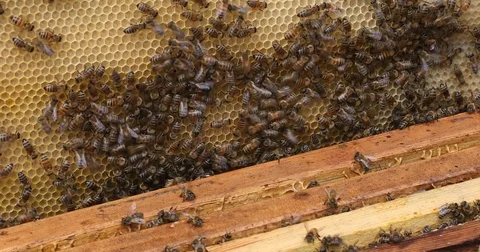 Bee hive is shot close-up Stock Footage 77686827
