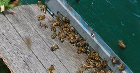 Bee hive is shot close-up Stock Footage 77686864