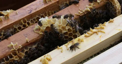 Bee hive is shot close-up Stock Footage 77686868