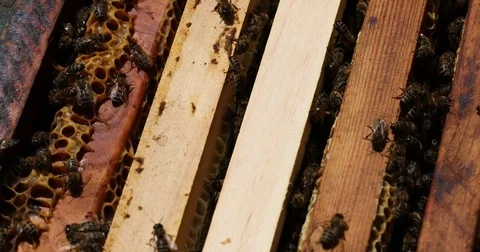 Bee hive is shot close-up Stock Footage 77686942