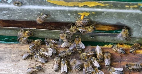 Bee hive is shot close-up Stock Footage 77690751