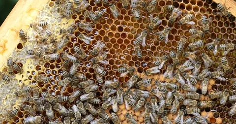 Bee hive is shot close-up Stock Footage 77690837