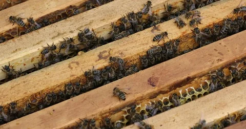 Bee hive is shot close-up Stock Footage 77690879