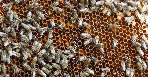 Bee hive is shot close-up Stock Footage 77690965