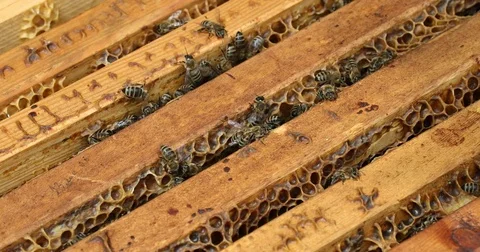 Bee hive is shot close-up Stock Footage 77691013