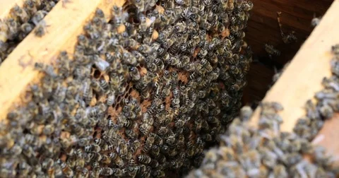 Bee hive is shot close-up Stock Footage 77691027