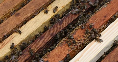 Bee hive is shot close-up Stock Footage 77691065