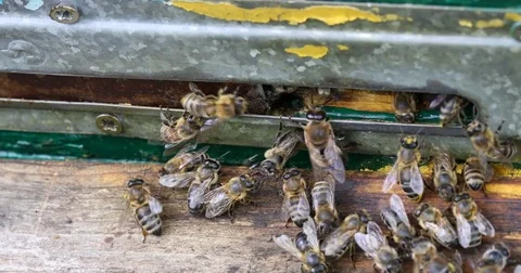 Bee hive is shot close-up Stock Footage 77695666