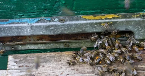 Bee hive is shot close-up Stock Footage 77695758