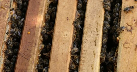 Bee hive is shot close-up Stock Footage 77695760