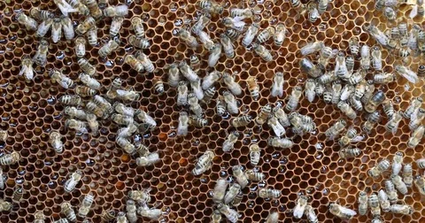 Bee hive is shot close-up Stock Footage 77695946