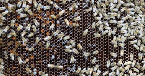 Bee hive is shot close-up Stock Footage 77695975