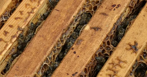 Bee hive is shot close-up Stock Footage 77696197