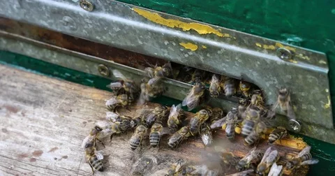 Bee hive is shot close-up Stock Footage 77696237