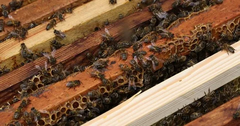 Bee hive is shot close-up Stock Footage 77696279