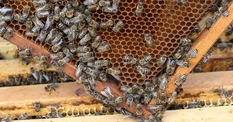 Bee hive is shot close-up Stock Footage 77696280