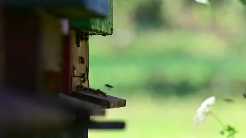 Bee hive, side view, bees arriving at the hive Stock Footage 157013294