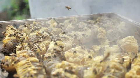 Bee Hive Smoker Stock Footage 235641025