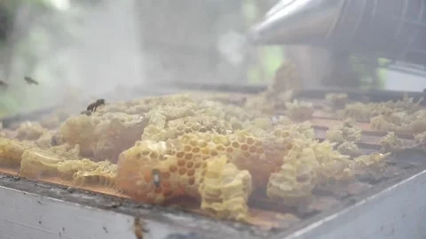Bee Hive Smoker Stock Footage 235642741