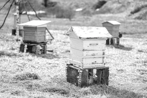 Bee hive standing in field Stock Photos