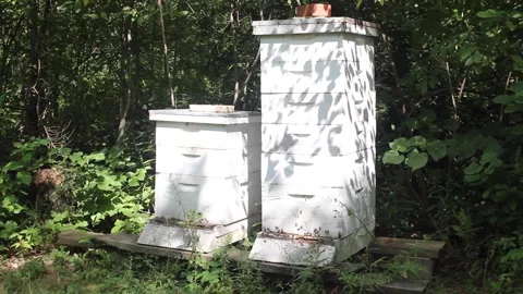 BEE HIVE SUMME TIME WIDE10 Stock Footage 301244801