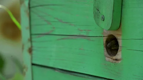 Bee hive. Super slow motion. Bees. Close-up. Stock Footage 161740289