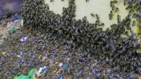 Bee hive surrounded by a dense swarm of bees 스톡 동영상 123571776