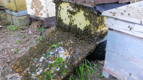 Bee hive surrounded by a swarm of bees 스톡 동영상 123571795