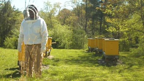 Bee Hive Time-lapse Stock Footage 91101552