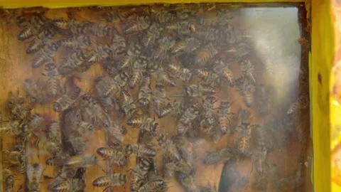 Bee hive with a transparent wall. Large swarm of bees. A large number of bees Stock Footage 161264177