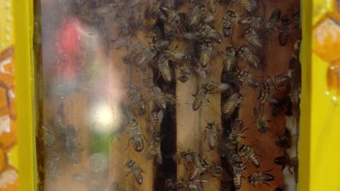 Bee hive with a transparent wall. Large swarm of bees.. Bee combs with honey Stock-Footage 161266284